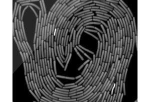 collage image title